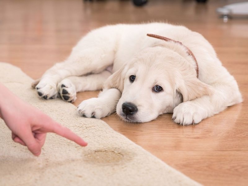 Запах на ковре из-за домашних животных